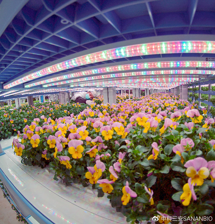 LED植物燈下的三色堇